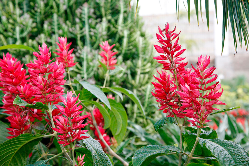Plantas y productos de Jardinería El Castillo 3