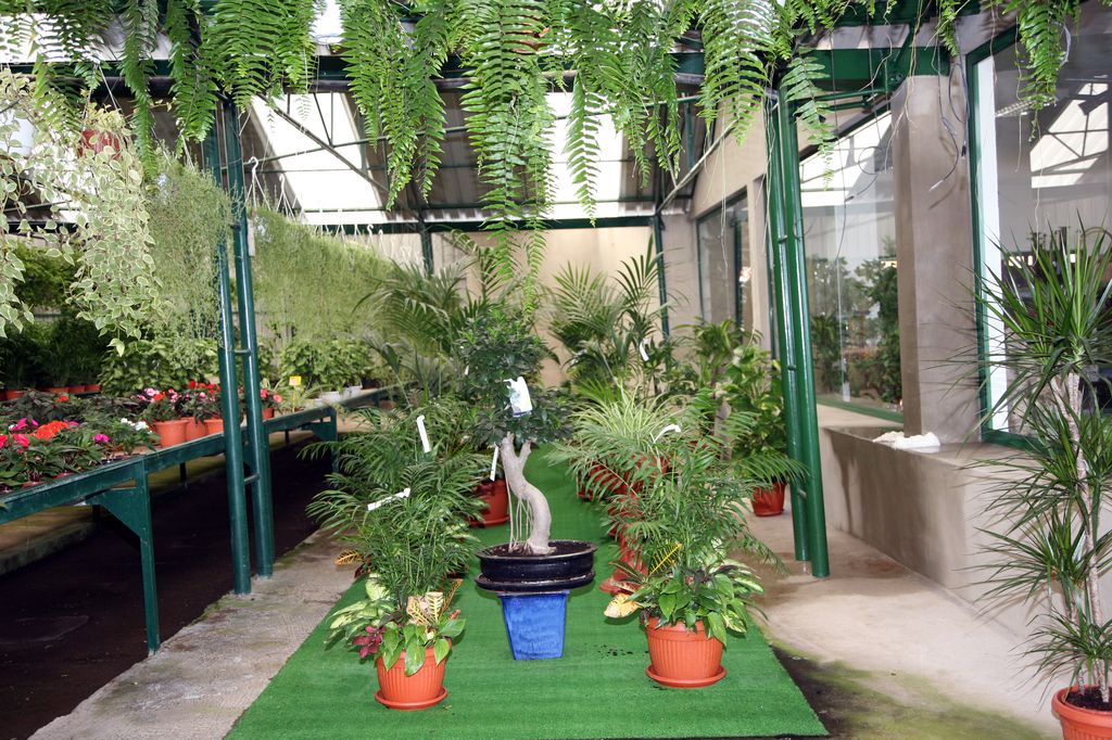 Plantas y productos de Jardinería El Castillo 5